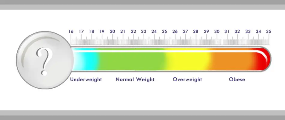 BMI chart for adult men and women